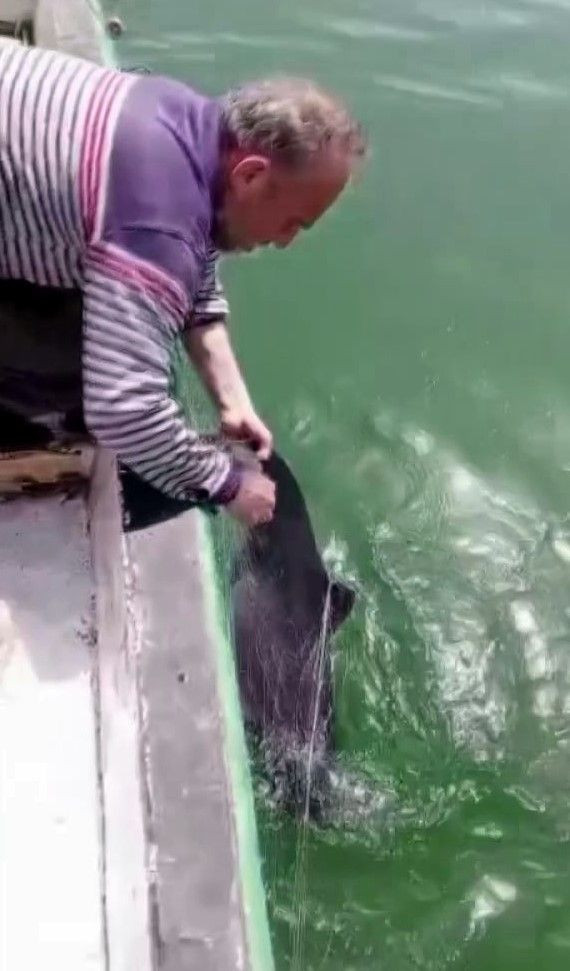 Ağlara Değil Kalplere Takıldı: Karasu’da Balıkçıdan Yunusa Şefkatli Veda - Sayfa 6