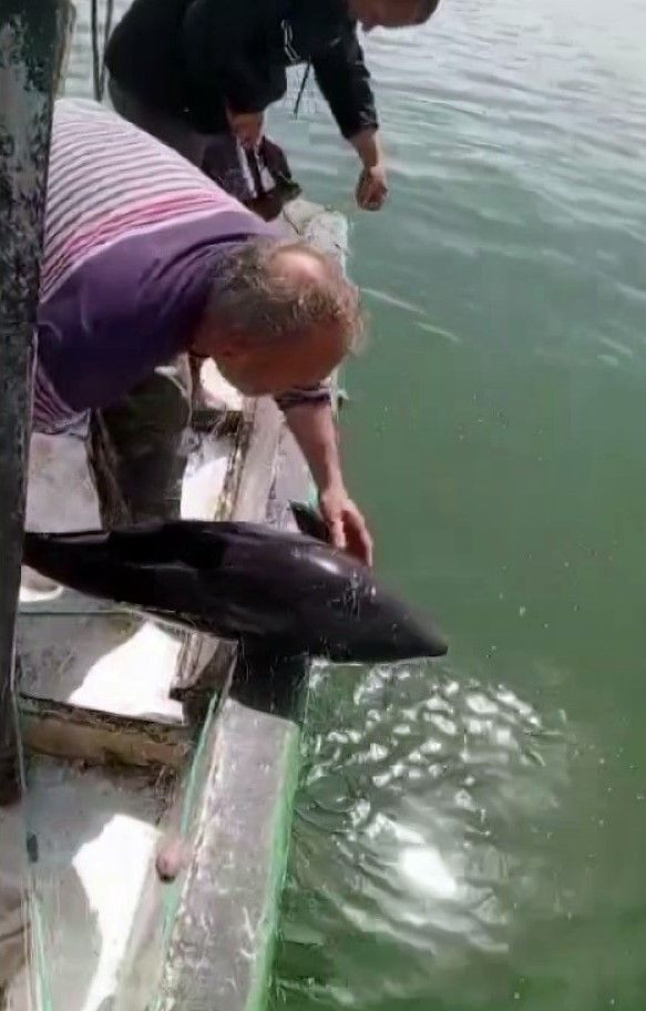 Ağlara Değil Kalplere Takıldı: Karasu’da Balıkçıdan Yunusa Şefkatli Veda - Sayfa 5