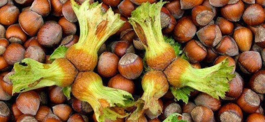 İlk Çeyrek Verileri Açıklandı: Fındık ve Ayçiçeği Yağı İhracatta Zirvede - Sayfa 3