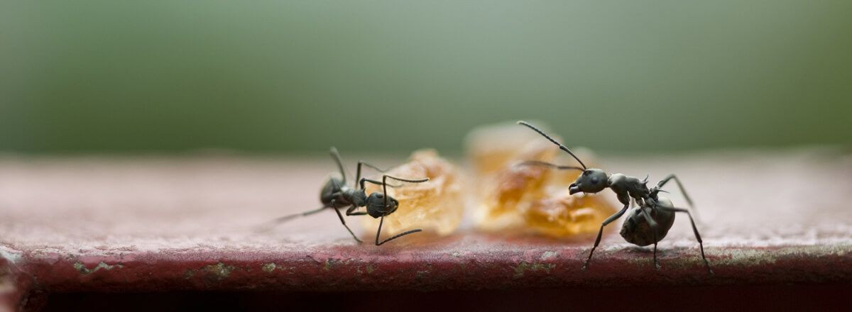 Evinizi Karıncalardan Koruyun: Doğal Malzemelerle Etkili Savunma! - Sayfa 4