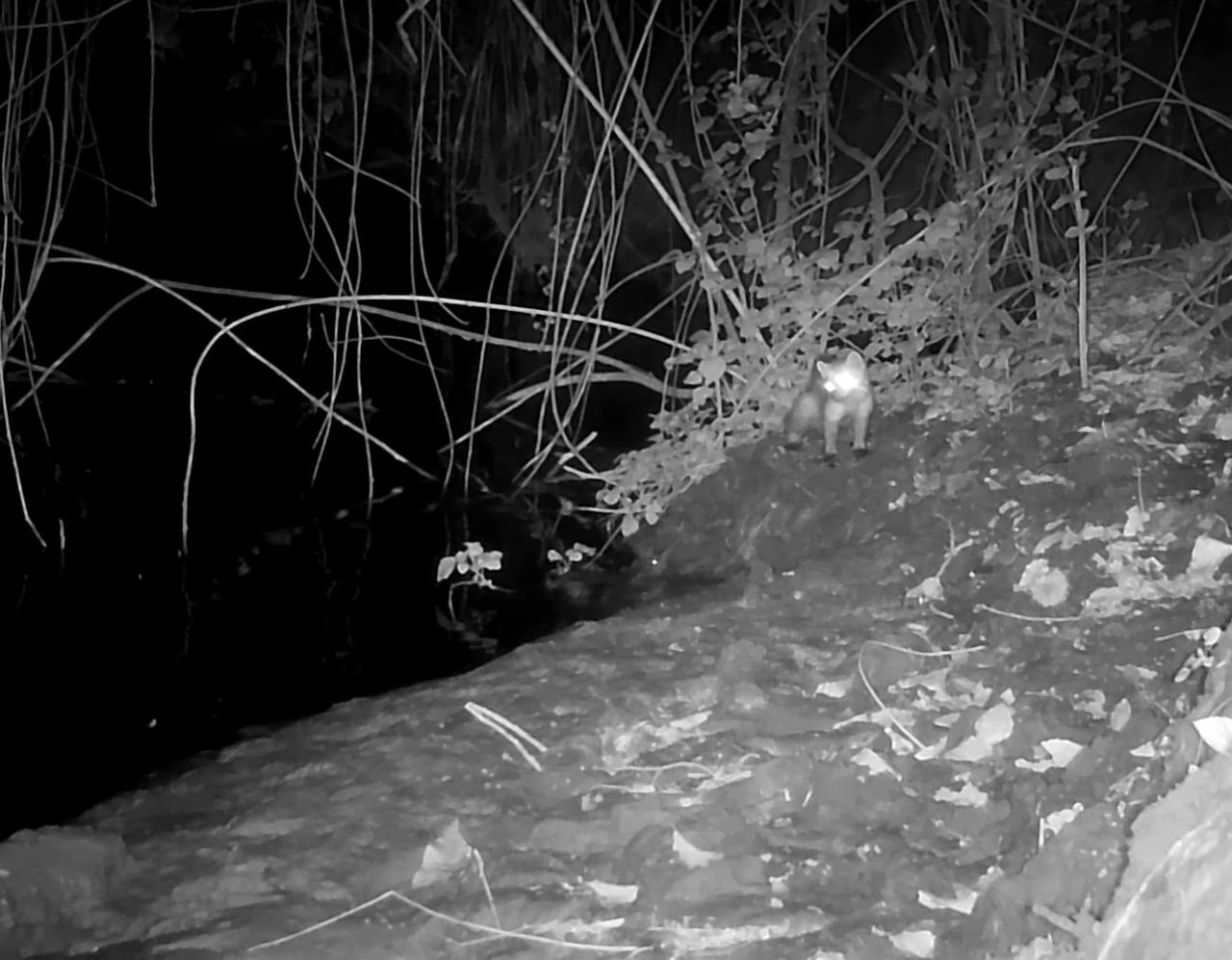Sakarya Nehri’nde Sürpriz Konuk: Nesli Tehlike Altındaki Su Samuru Kamerada - Sayfa 3