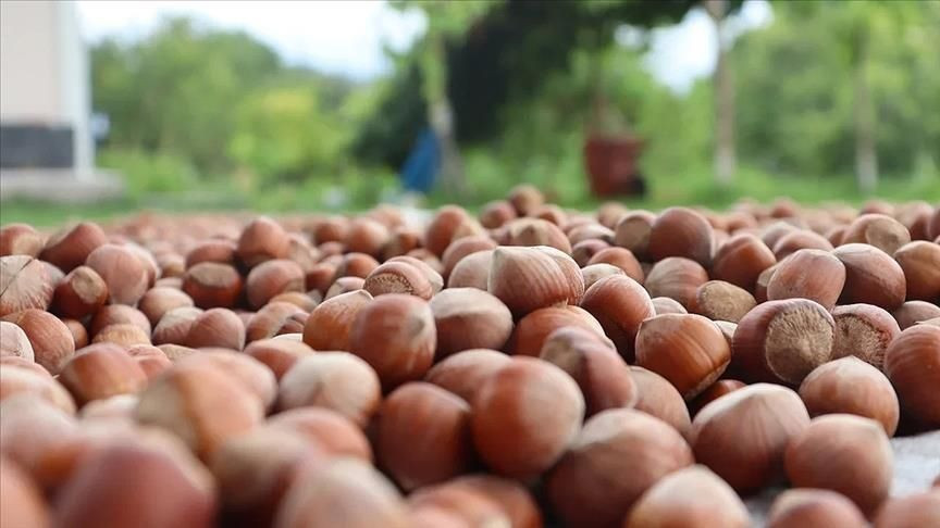 Fındıkta Don Vurdu, Rekolte Tahmini Sert Düştü - Sayfa 1