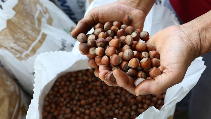 Fındıkta Don Vurdu, Rekolte Tahmini Sert Düştü - Sayfa 4