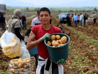 Adana’da Patates Hasadı Başladı, Tarlada Kilogramı 22-24 Lira - Sayfa 2