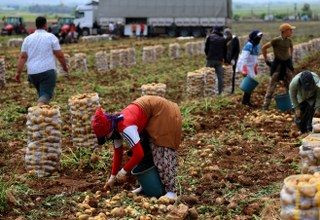 Adana’da Patates Hasadı Başladı, Tarlada Kilogramı 22-24 Lira - Sayfa 3