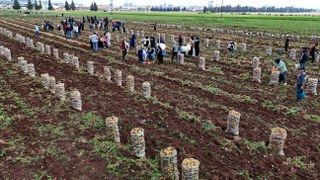 Adana’da Patates Hasadı Başladı, Tarlada Kilogramı 22-24 Lira - Sayfa 4