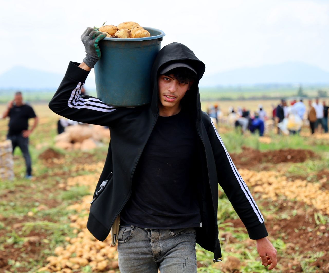 Adana’da Patates Hasadı Başladı, Tarlada Kilogramı 22-24 Lira - Sayfa 1