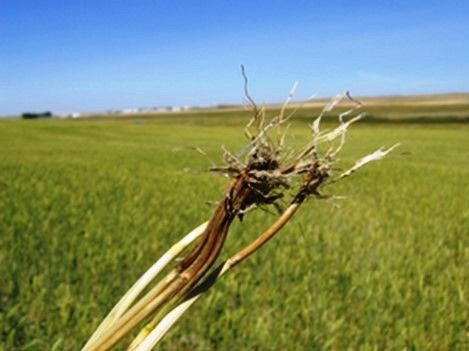 Buğday Üreticilerine Uyarı: Kök Ve Kökboğazı Çürüklüğüne Dikkat - Sayfa 1