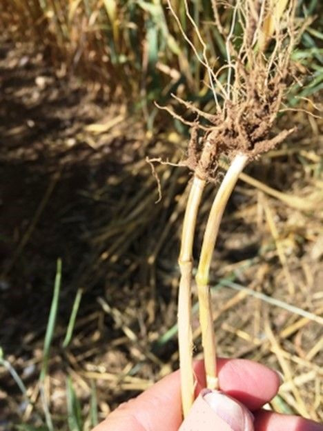 Buğday Üreticilerine Uyarı: Kök Ve Kökboğazı Çürüklüğüne Dikkat - Sayfa 3