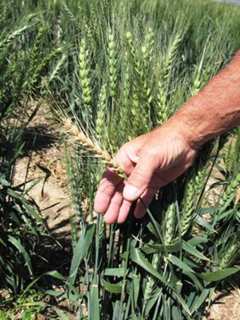 Buğday Üreticilerine Uyarı: Kök Ve Kökboğazı Çürüklüğüne Dikkat - Sayfa 4