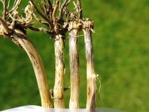 Buğday Üreticilerine Uyarı: Kök Ve Kökboğazı Çürüklüğüne Dikkat - Sayfa 2