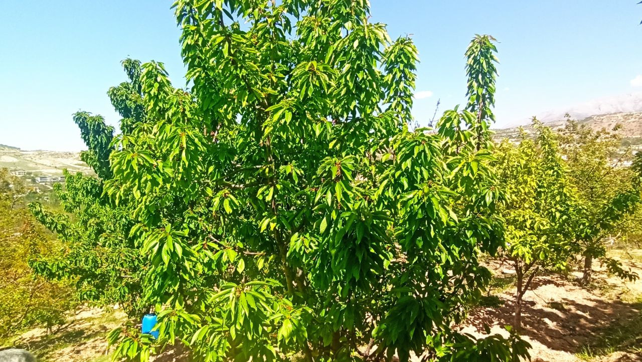 Zirai Donun Zarara Yol Açtığı Malatya’da Kiraz Yaprağı Ümit Oldu - Sayfa 1