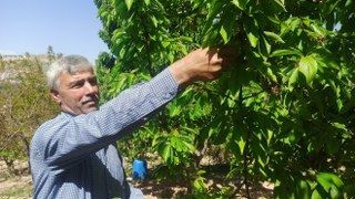 Zirai Donun Zarara Yol Açtığı Malatya’da Kiraz Yaprağı Ümit Oldu - Sayfa 3