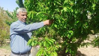 Zirai Donun Zarara Yol Açtığı Malatya’da Kiraz Yaprağı Ümit Oldu - Sayfa 4
