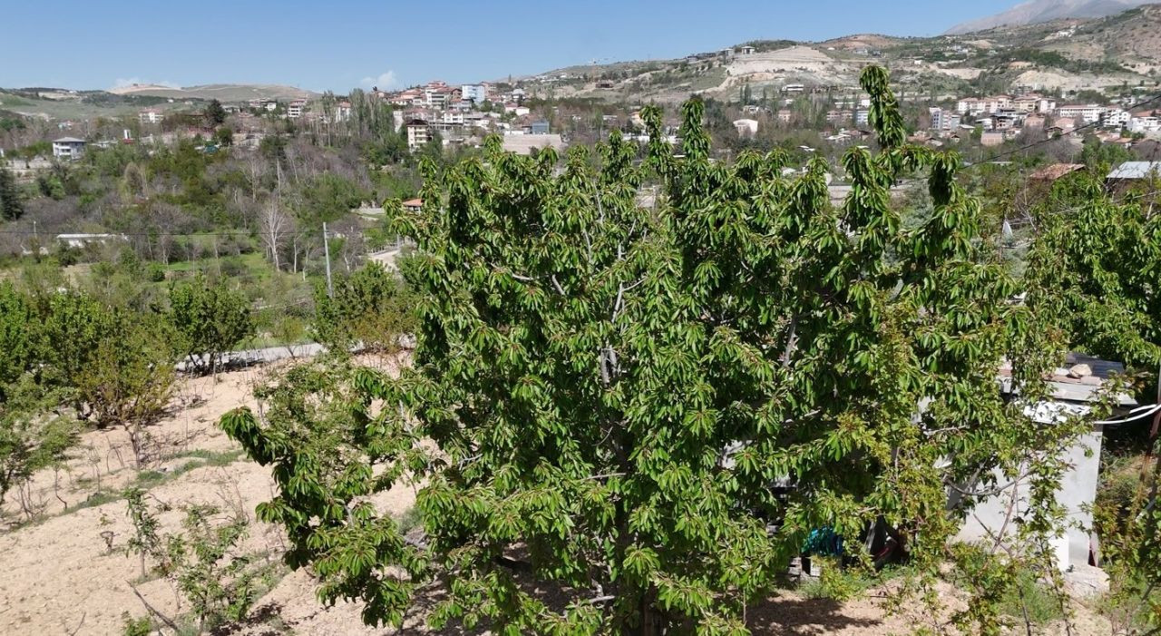 Zirai Donun Zarara Yol Açtığı Malatya’da Kiraz Yaprağı Ümit Oldu - Sayfa 2