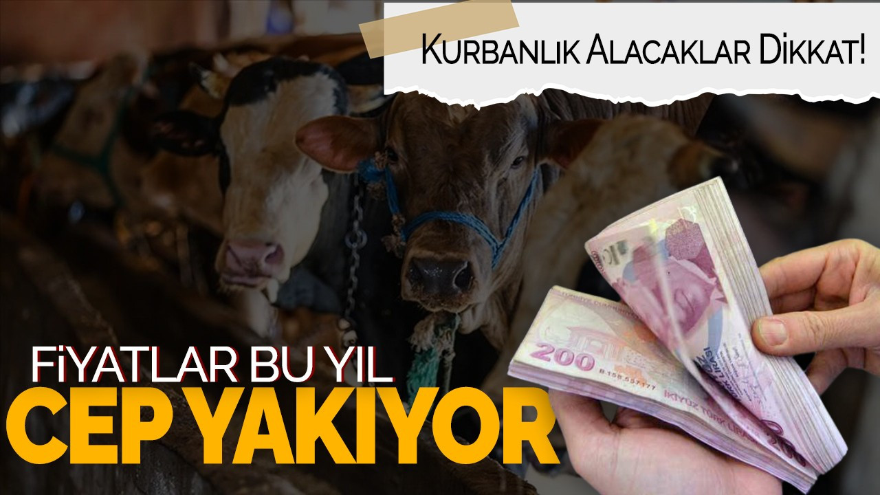 Kurbanlık Alacaklar Dikkat: Fiyatlar Bu Yıl Cep Yakıyor