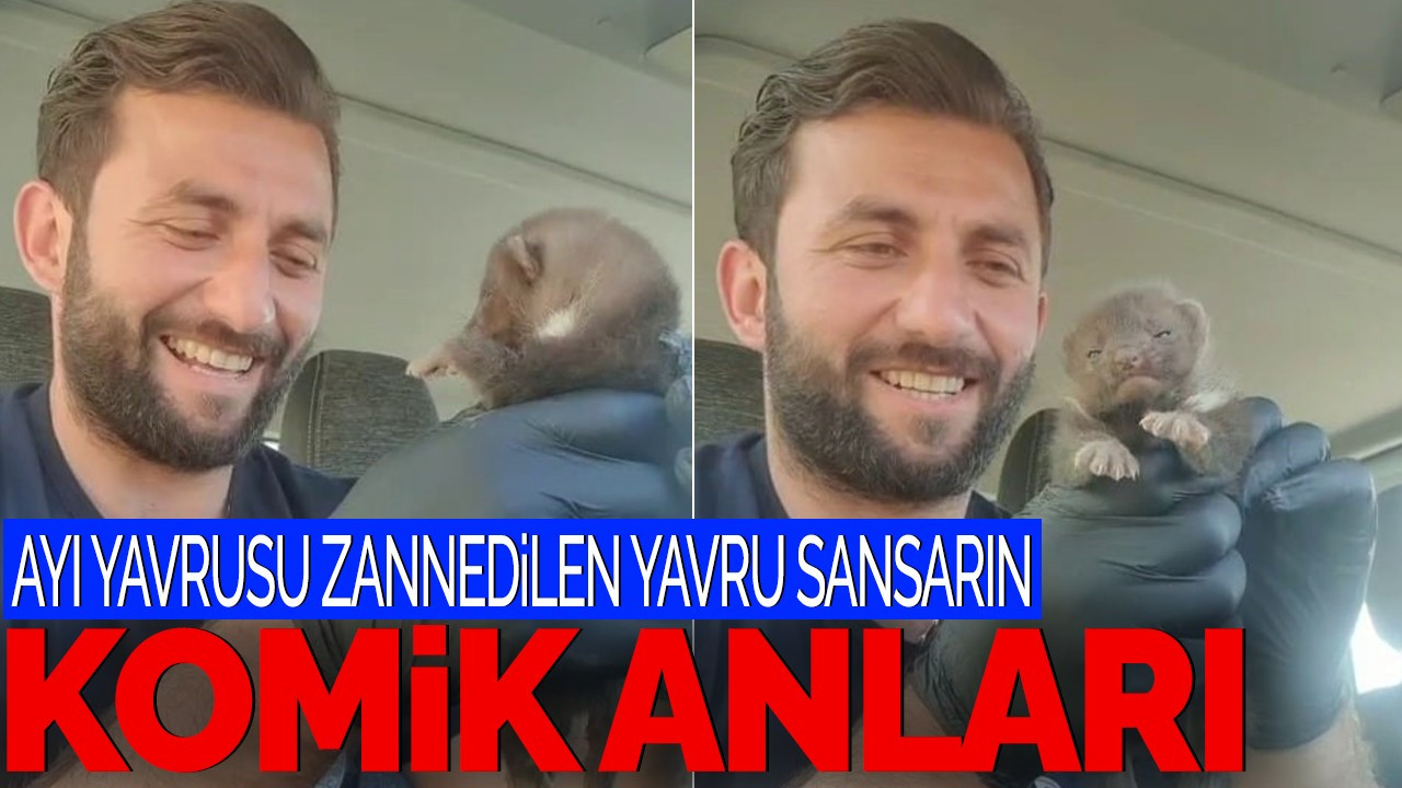 Ayı Yavrusu Zannedilen Sansar Yavrusunun Komik Anları