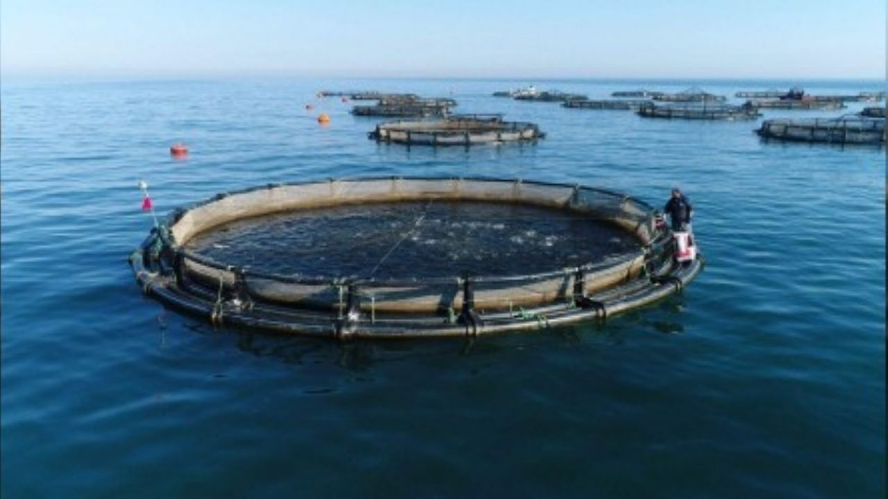 Doğu Karadeniz’den 4 Ayda 35,8 Milyon Dolarlık Türk Somonu İhracatı - Sayfa 2