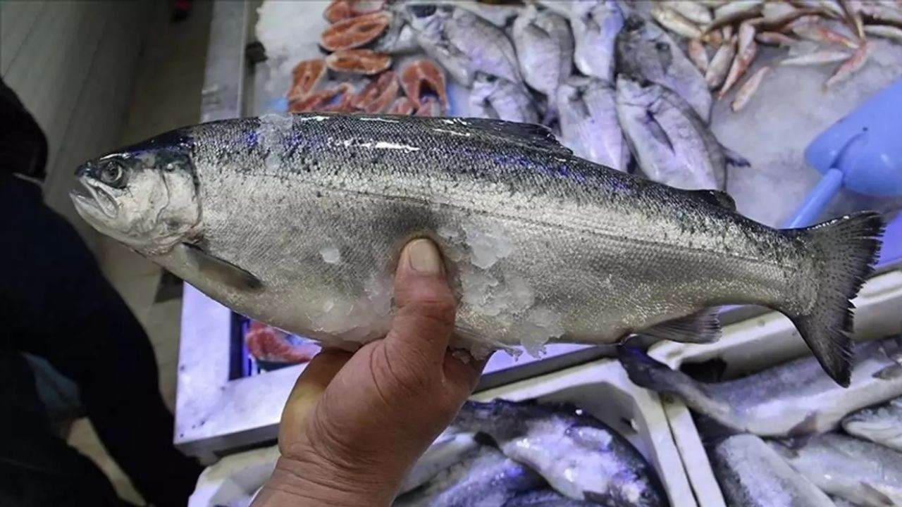 Doğu Karadeniz’den 4 Ayda 35,8 Milyon Dolarlık Türk Somonu İhracatı - Sayfa 1