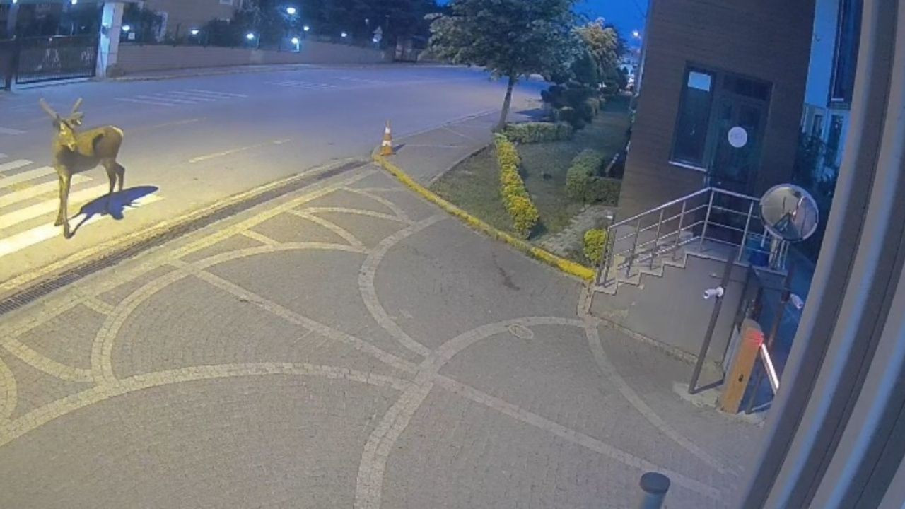 Kocaeli'de Doğaya Salınan Kızıl Geyikler Şehri Çok Sevdi