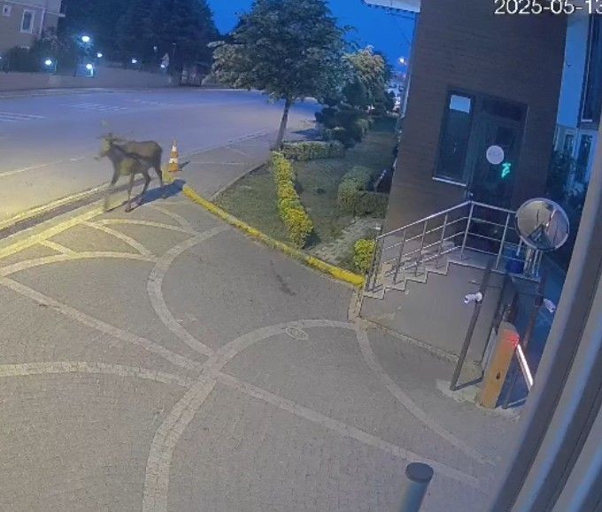 Kocaeli'de Doğaya Salınan Kızıl Geyikler Şehri Çok Sevdi - Sayfa 2