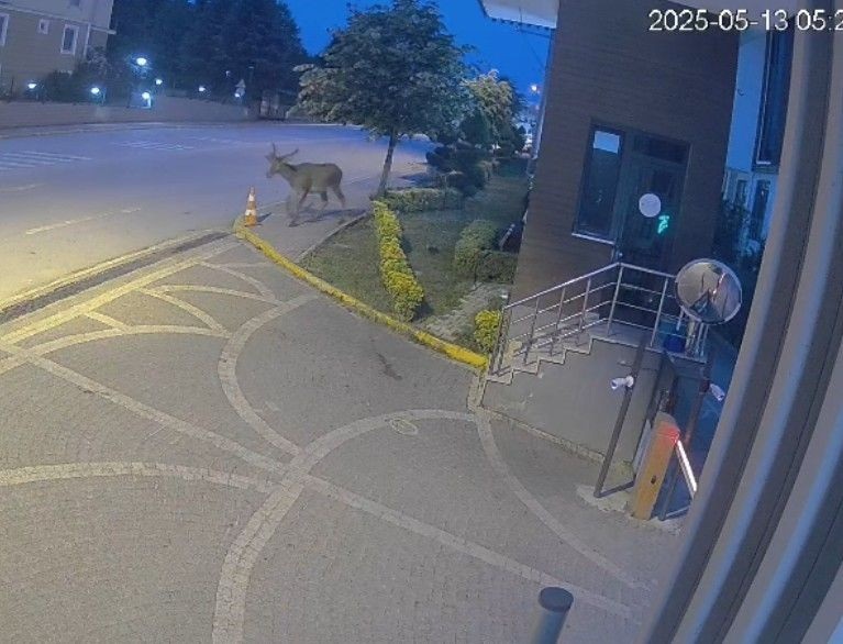 Kocaeli'de Doğaya Salınan Kızıl Geyikler Şehri Çok Sevdi - Sayfa 3