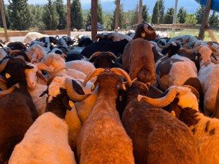 Kocaeli'de Kurbanlıklar Görücüye Çıkmaya Başladı - Sayfa 1