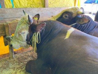 Kocaeli'de Kurbanlıklar Görücüye Çıkmaya Başladı - Sayfa 2