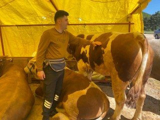 Kocaeli'de Kurbanlıklar Görücüye Çıkmaya Başladı - Sayfa 3