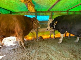 Kocaeli'de Kurbanlıklar Görücüye Çıkmaya Başladı - Sayfa 4