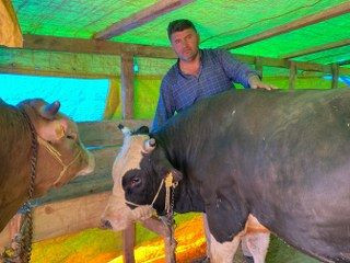 Kocaeli'de Kurbanlıklar Görücüye Çıkmaya Başladı - Sayfa 5