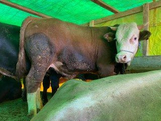 Kocaeli'de Kurbanlıklar Görücüye Çıkmaya Başladı - Sayfa 6