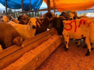 Kocaeli'de Kurbanlıklar Görücüye Çıkmaya Başladı - Sayfa 7