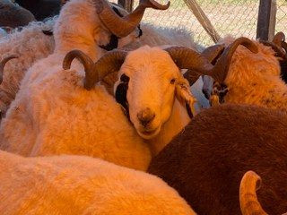 Kocaeli'de Kurbanlıklar Görücüye Çıkmaya Başladı - Sayfa 8