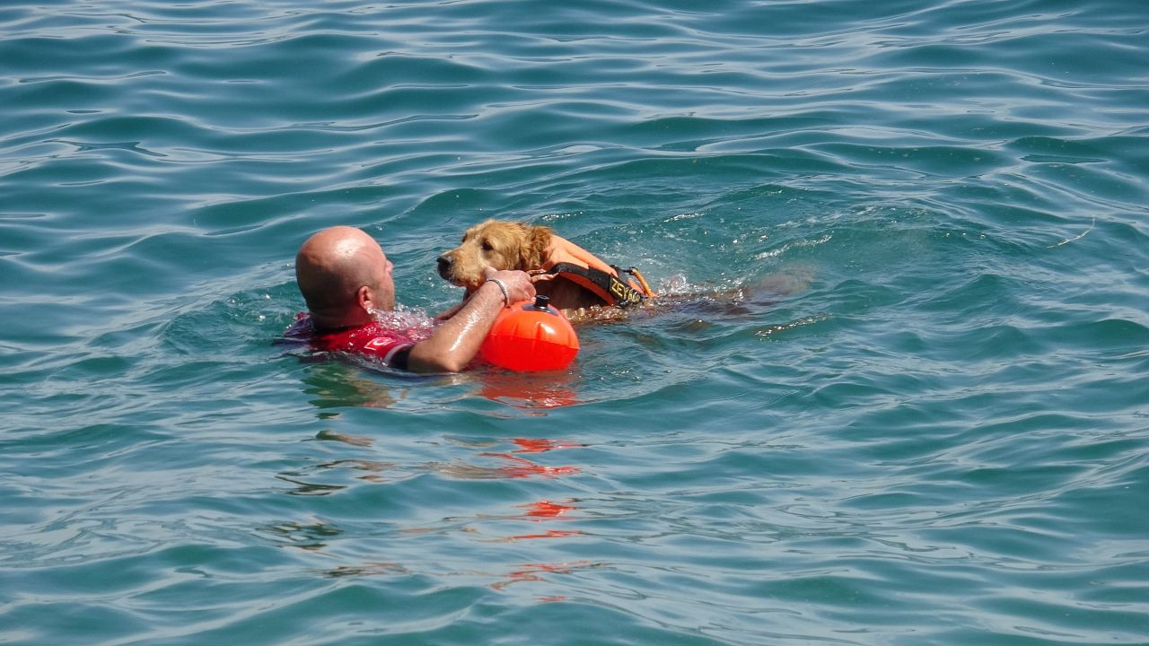 Türkiye'nin İlk Sivil Sualtı Kurtarma Köpeği Zeyna, Görev İçin Gün Sayıyor - Sayfa 1