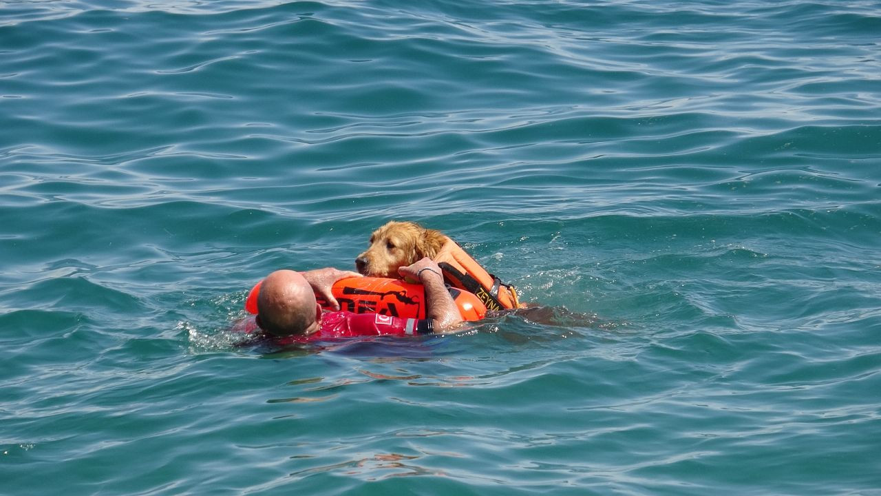 Türkiye'nin İlk Sivil Sualtı Kurtarma Köpeği Zeyna, Görev İçin Gün Sayıyor - Sayfa 2