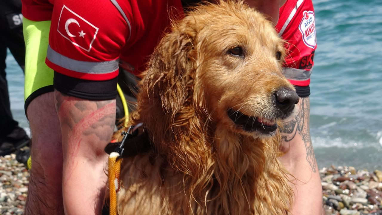 Türkiye'nin İlk Sivil Sualtı Kurtarma Köpeği Zeyna, Görev İçin Gün Sayıyor - Sayfa 7