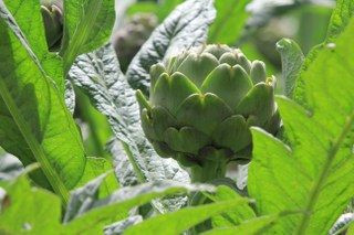 Şubatta Sıraya Girenler 'Göbeği'ni Alabildi - Sayfa 1