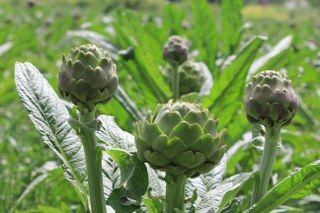 Şubatta Sıraya Girenler 'Göbeği'ni Alabildi - Sayfa 3