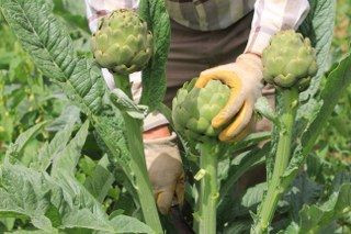 Şubatta Sıraya Girenler 'Göbeği'ni Alabildi - Sayfa 4