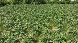 Şubatta Sıraya Girenler 'Göbeği'ni Alabildi - Sayfa 7