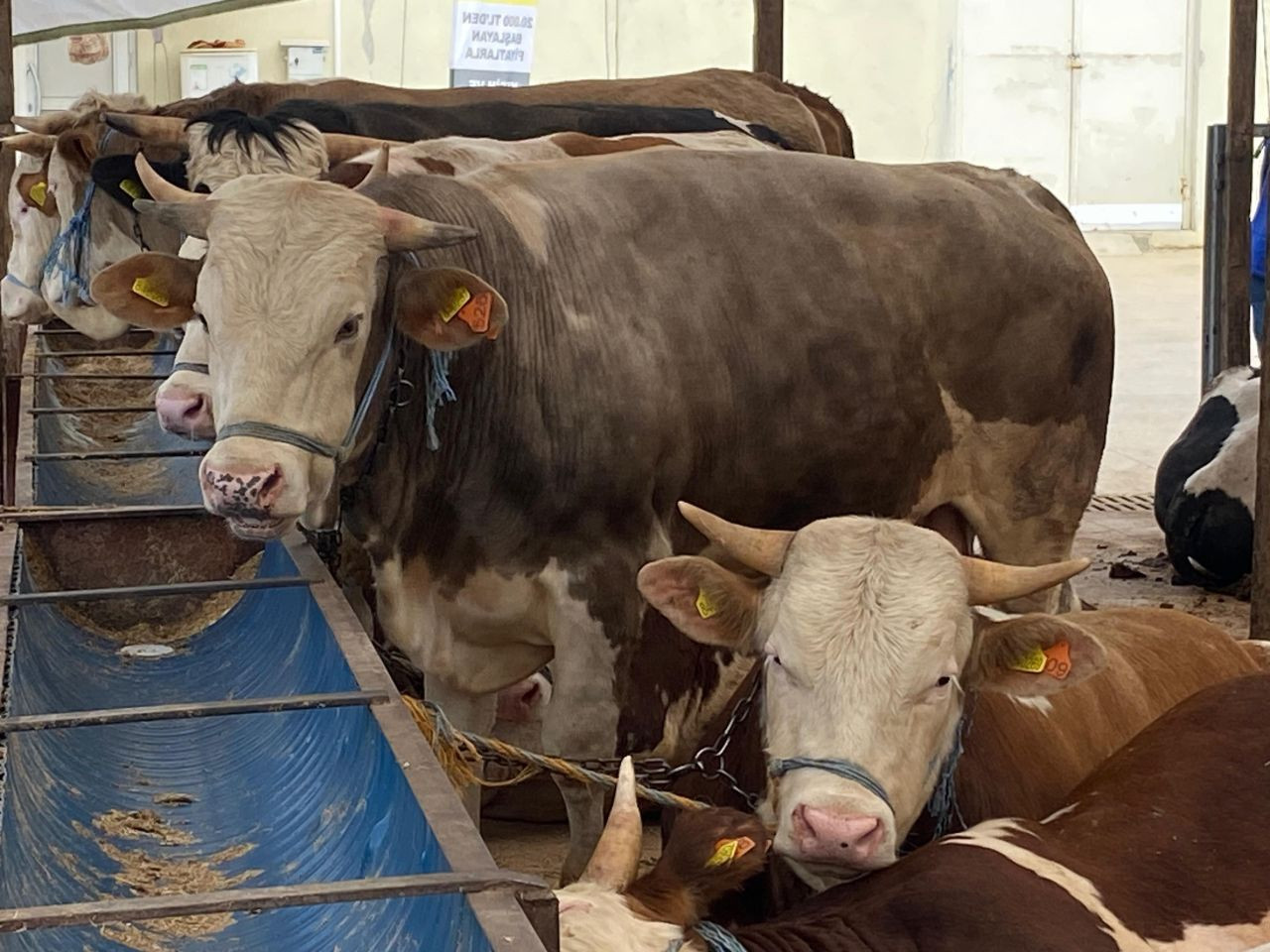 "Gözyaşı Akan, Tüyleri Mat Ve Karışık Olan Kurbanlıktan Uzak Durun" - Sayfa 1