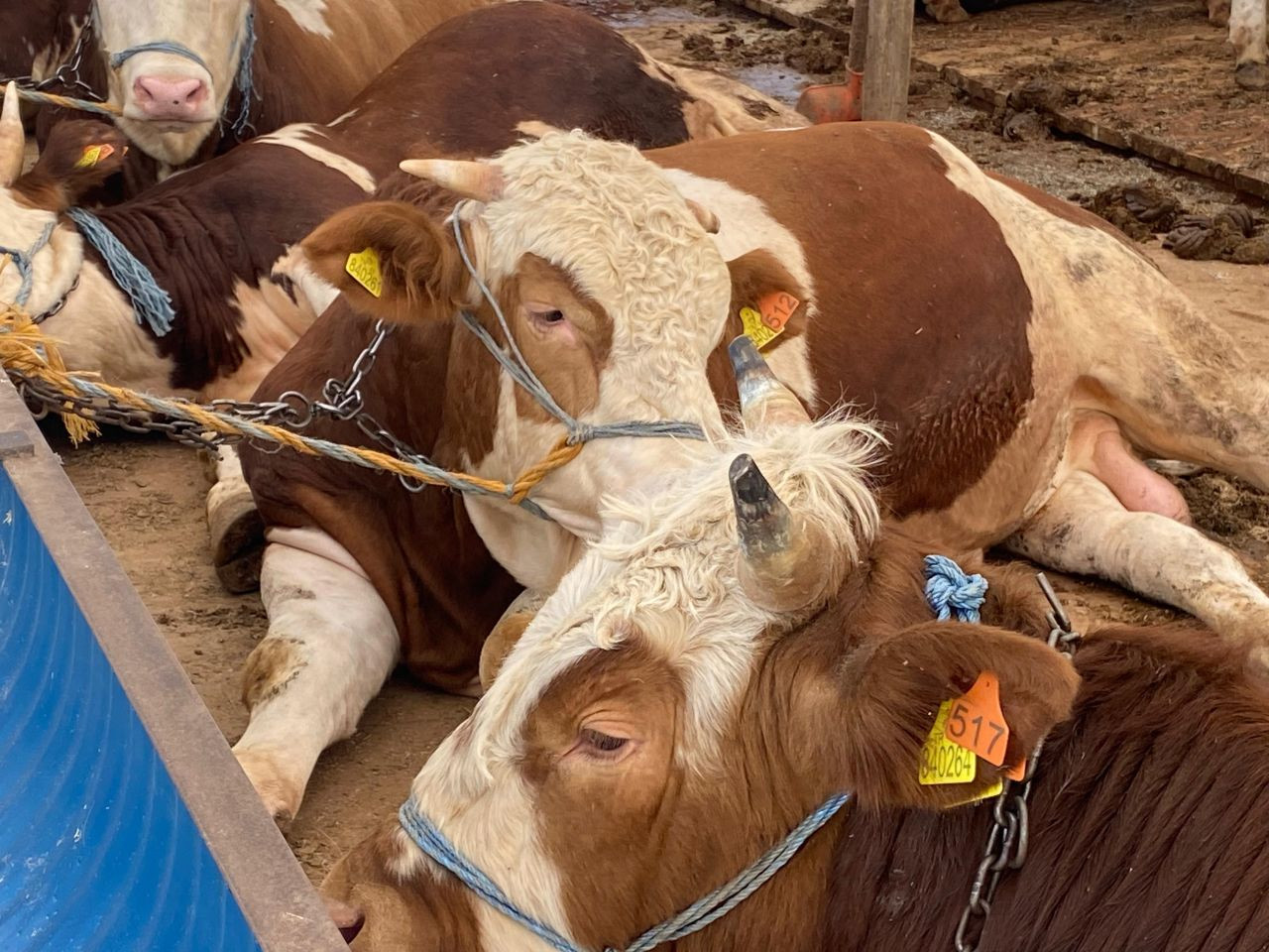 "Gözyaşı Akan, Tüyleri Mat Ve Karışık Olan Kurbanlıktan Uzak Durun" - Sayfa 2