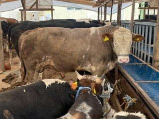 "Gözyaşı Akan, Tüyleri Mat Ve Karışık Olan Kurbanlıktan Uzak Durun" - Sayfa 5