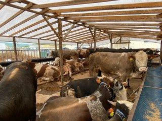 "Gözyaşı Akan, Tüyleri Mat Ve Karışık Olan Kurbanlıktan Uzak Durun" - Sayfa 6