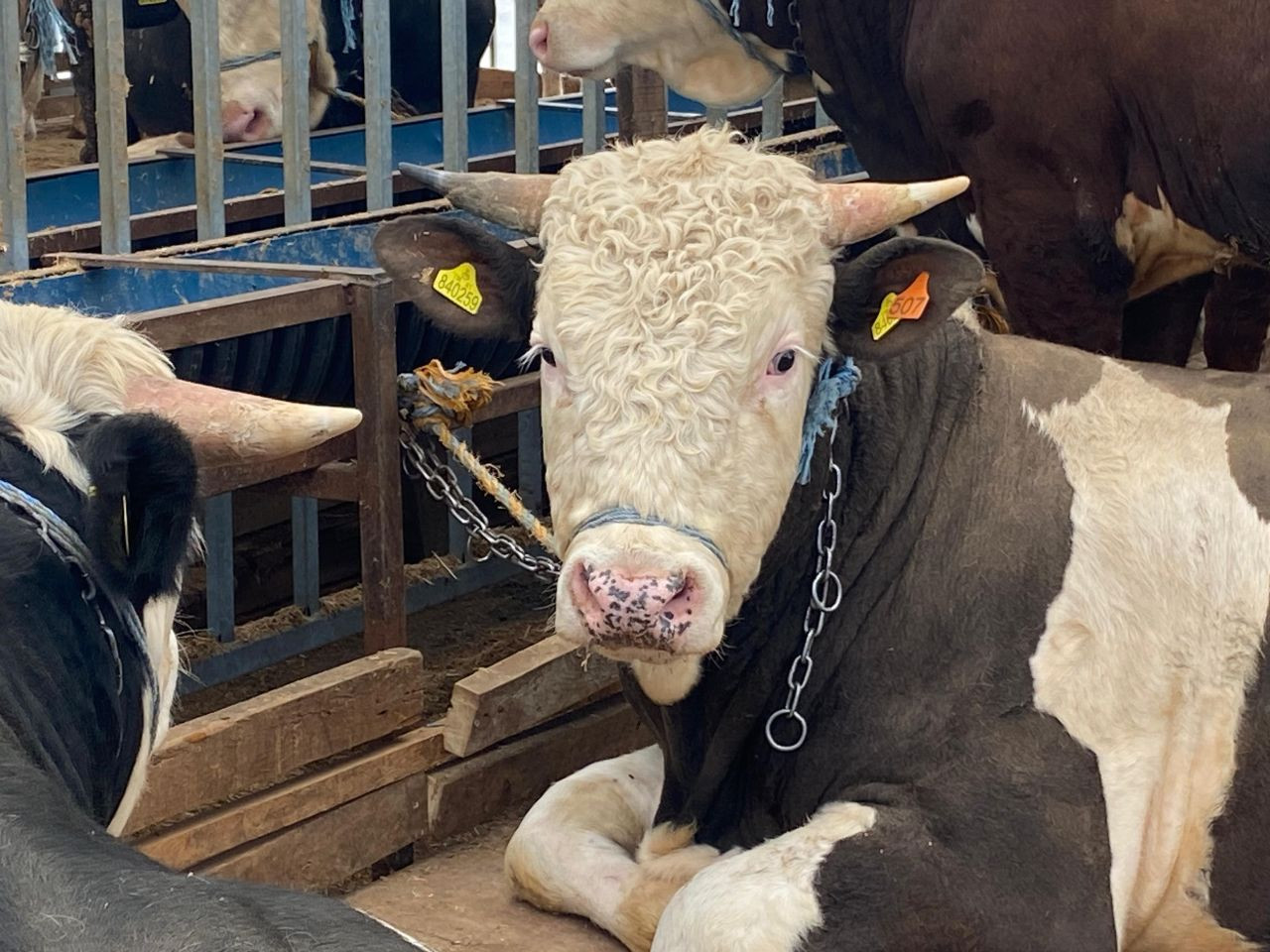 "Gözyaşı Akan, Tüyleri Mat Ve Karışık Olan Kurbanlıktan Uzak Durun" - Sayfa 3