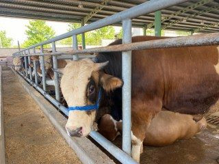 "Gözyaşı Akan, Tüyleri Mat Ve Karışık Olan Kurbanlıktan Uzak Durun" - Sayfa 7