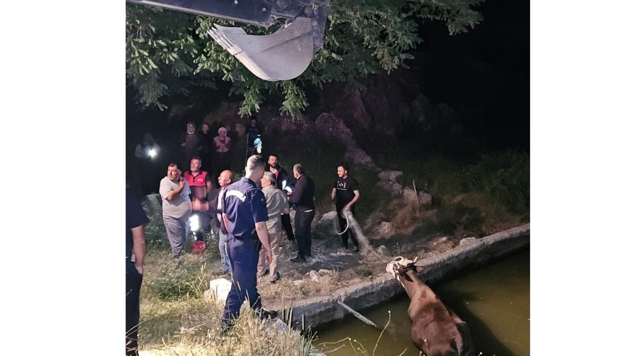 Adıyaman’da havuza düşen inek kurtarıldı