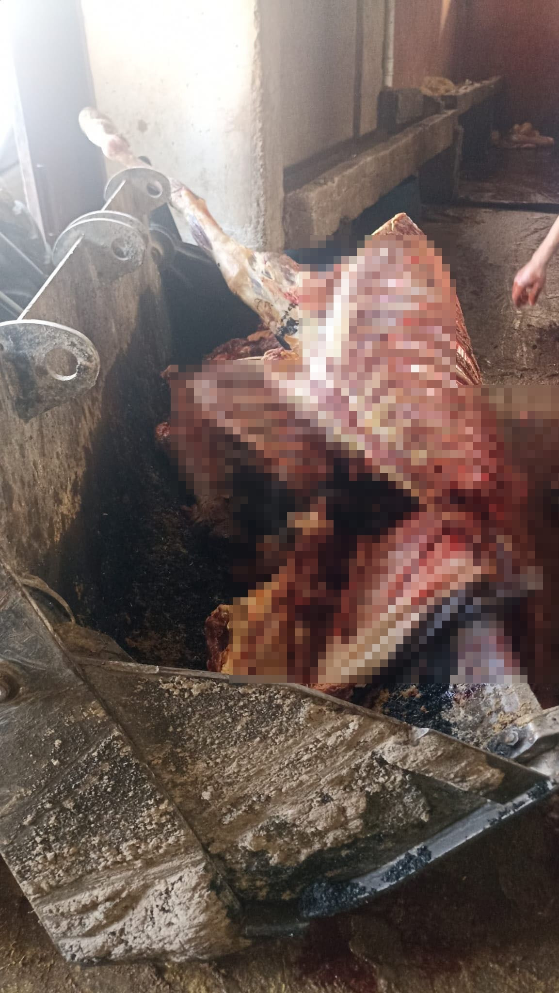 Adana'da 2,5 ton at eti ele geçirildi - Sayfa 4