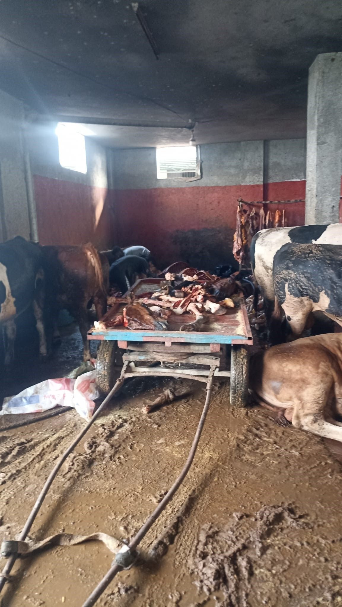 Adana'da 2,5 ton at eti ele geçirildi - Sayfa 2